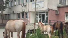 Стадо коне пасе пред КАТ в Плевен