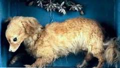 Историята на кучето Canis Vertigus и тайните на кучешките породи