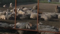 Потвърден случай на антракс в село Славяново, започват спешни мерки