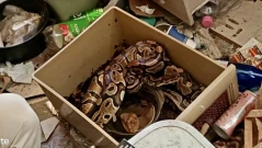 От последните минути: Избягал питон проникна в къщата на столичани в кв. "Враждебна"