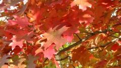 80 фиданки червен дъб ще бъдат залесени на 14 ноември в търговищкия парк „Юкя“