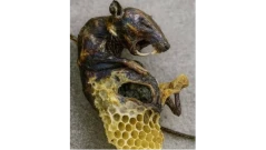 Любопитно: Знаете ли, че пчелите могат да мумифицират мишки? (СНИМКИ)