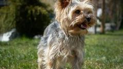 Пияна французойка изхвърли кучето си от 6-ия етаж в Несебър - било болно