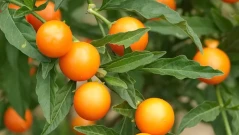 Сибирското чудо: Мъничък плод, който забавя стареенето, повишава имунитета и меже да предотврати рак