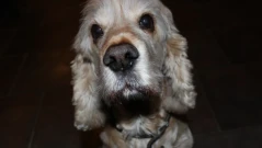 Ужас в Русенско: Множество сигнали за застреляни домашни кучета