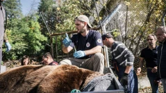 Кастрираха мечките в Благоевград