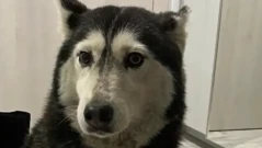 Маги Халваджиян за кучето Мая: Лекар? Човек? Превърнаха ни в беззъби овце!