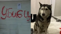 Прокуратурата: Кучето Мая е било прегазено умишлено