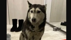 Лекарят, който прегази Мая, се е явил в полицията