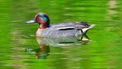 Как чуват птиците?