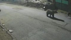 Държавата написа протокол за реакция при навлизане на мечки в населени места