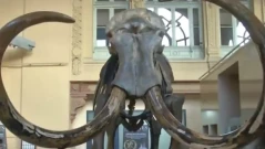 Древна РНК хвърля светлина върху последните моменти на мамут преди 40 000 години