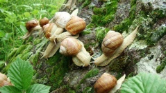 Крадци откраднаха охлюви на стойност 90 000 евро