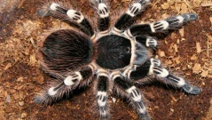 Спасени от контрабанда тарантули и гекони бяха дарени на терариум до Хасково