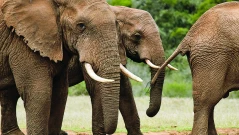 Контрабанда с „бяло злато“