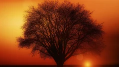 Защо трябва да чукаш на дърво, за да прогониш лошия късмет? Кой е човекът, който е почукал пръв?