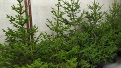 От кои горски стопанства в североизточна България можете да си купите живо коледно дръвче