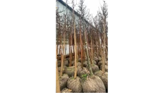 Засадиха още 1500 фиданки в София