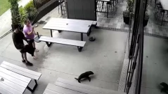 Тюлен нахлу в бар в Нова Зеландия и отказа да си тръгне без лакомство