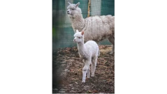 Бебето Снежко е най-новото алпака в столичния зоопарк