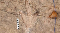 Учени разкриха най-голямото поле от динозавърски следи: над 16 000 отпечатъка