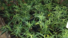 При специализирана операция полицията е иззела 8 килограма марихуана в Бобов дол