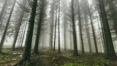 Слънчева сряда, преди обяд на места с мъгли