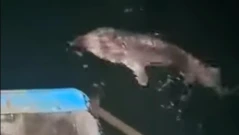 Есетра гигант бе уловена край Бяла, върнаха я обратно в морето