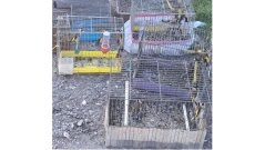 Пуснаха на свобода 35 екземпляра пойни птички, отглеждани за черния пазар