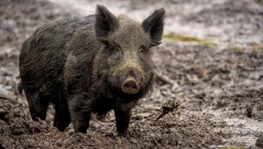 Полша изпраща войници на лов за диви свине, заразени с африканска чума
