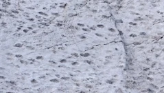 Откриха хиляди гигантски следи от динозаври в Италия (ВИДЕО)