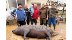 Костадинов закла прасе, кръстено Урсула