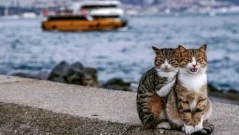 Кастрират бездомните котки във Варна