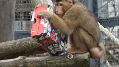 Коледни подаръци получиха маймуните в София