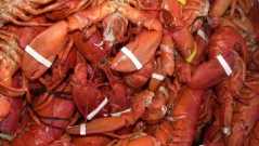 Омари на стойност 400 000 долара са откраднати в Масачузетс