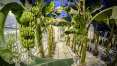 Защо фермерите в Сицилия отглеждат банани, а не лимони