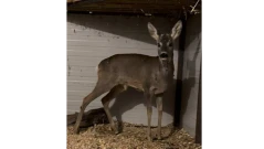 Спасиха ранен сръндак, нападнат от хищници в гората (ВИДЕО)