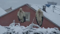 МВнР предупреди българите в Сърбия и тръгналите натам