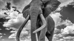 Умря Нежния Крейг, слонът с най-големите бивни