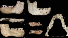 Кости на евентуален общ прародител на Homo sapiens и неандерталци са открити в Мароко