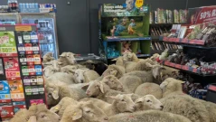 Стадо овце нахлу в супермаркет в Германия, какво се случи (ВИДЕО)