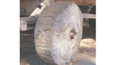 Защо природата избягва колелата