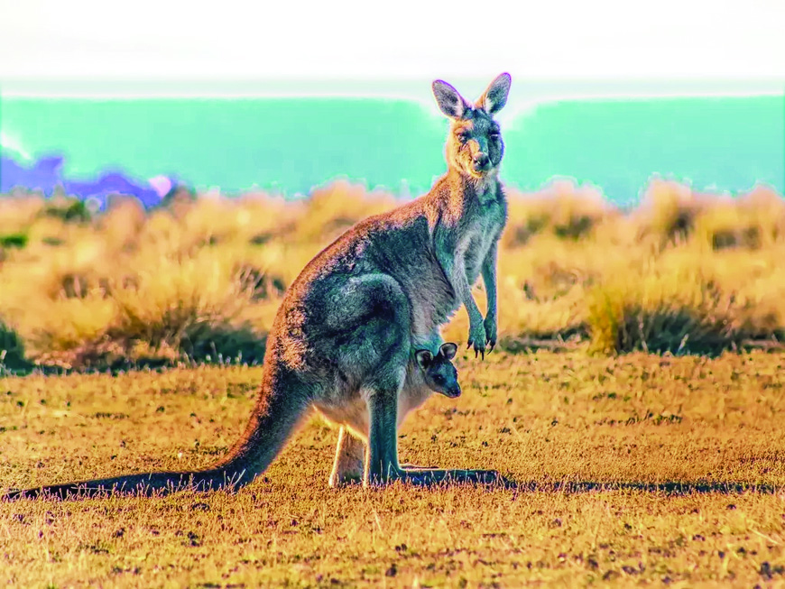 Най голямо разнообразие от торбести животни има в Австралия Светът на