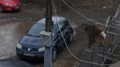 Маймунка с памперс се появи в "Люлин", издирват я (ВИДЕО)