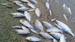 Огромно количество мъртва риба е открита в Карловско