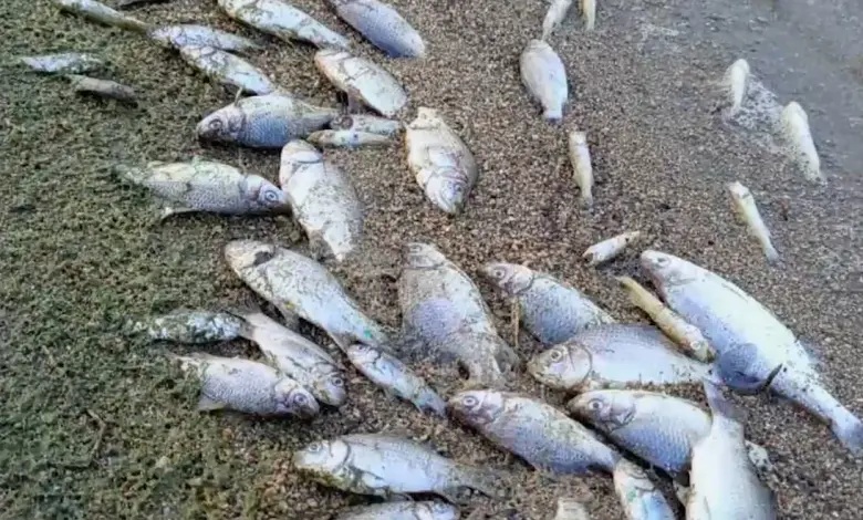 Огромно количество мъртва риба е открита в едно от най