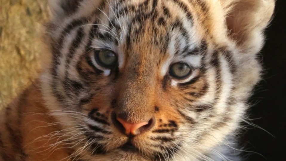 5 000 предложения сред които Мина и ЗараРодено е в