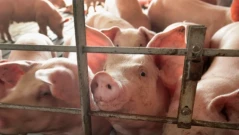 Камион, превозващ 178 прасета, се запали край Хасково