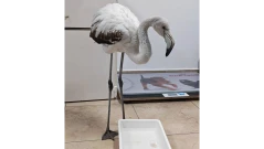 Спасиха бедстващо фламинго край Бургас