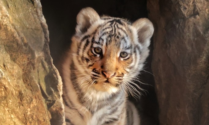 Мина ще се казва тигърчето бебе от Зоопарк Стара Загора